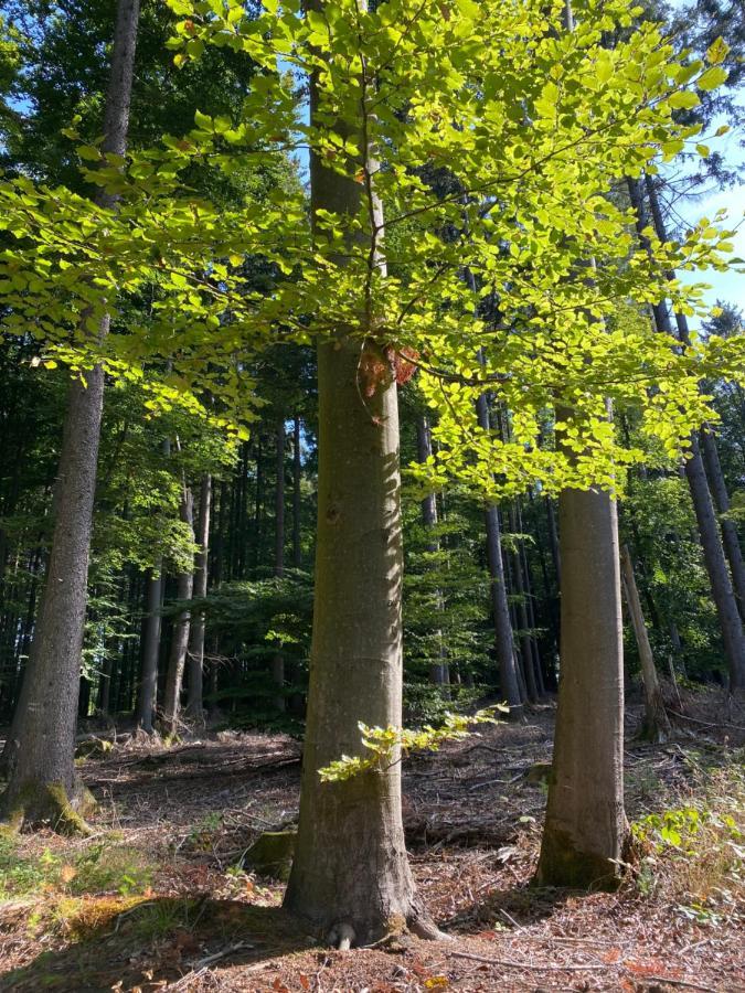 Ferienwohnung Waldblick Wilhelmsdorf エクステリア 写真